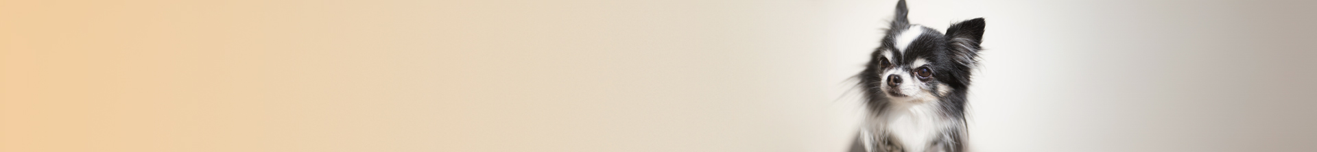 ペットのイメージ画像