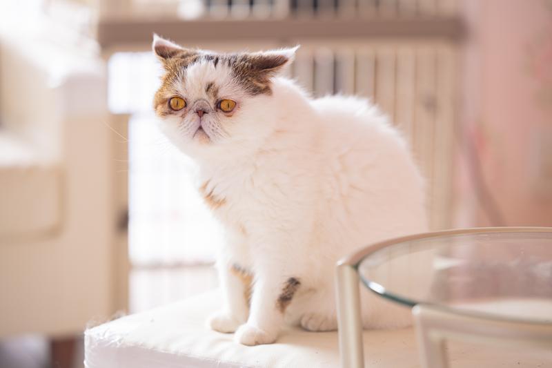 エキゾチック