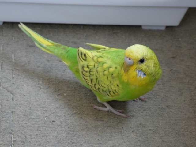 セキセイインコ