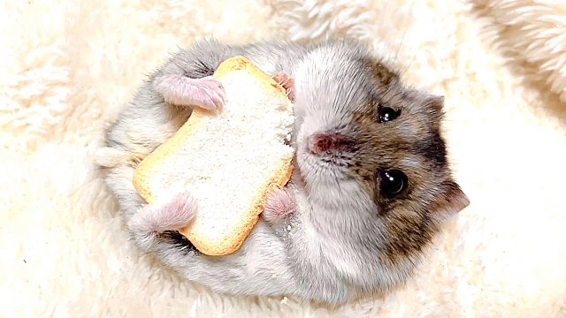 ハムスター
