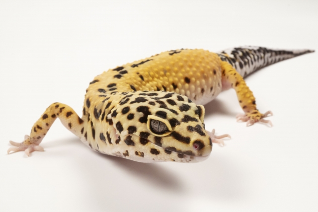 ヒョウモントカゲモドキ