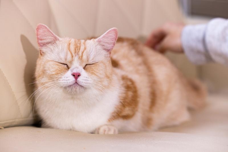 マンチカン