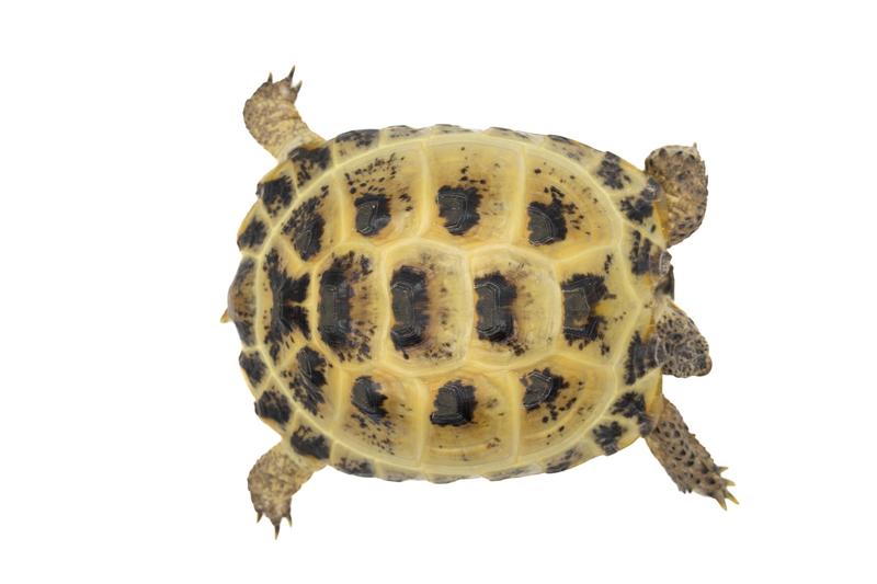 リクガメ