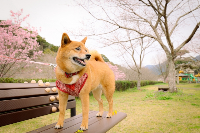 柴犬