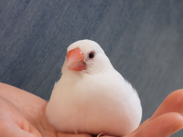 文鳥