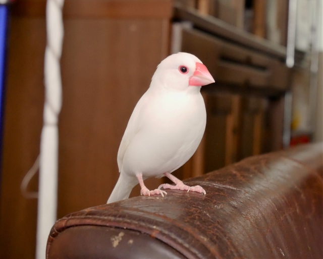 文鳥