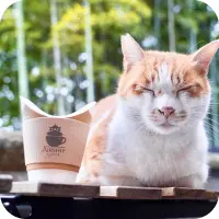 写真:猫が寝ています