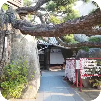 写真:おみくじと大きな岩と木が写っています