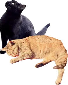 装飾：猫