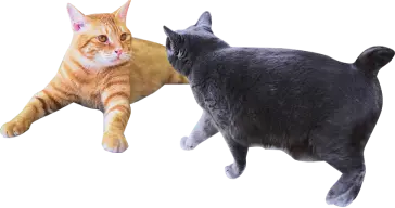 装飾:猫