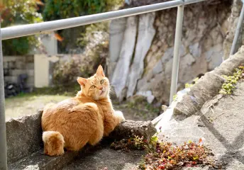 写真:茶色い猫が1匹います