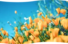 画像：植物の水やりのイメージ